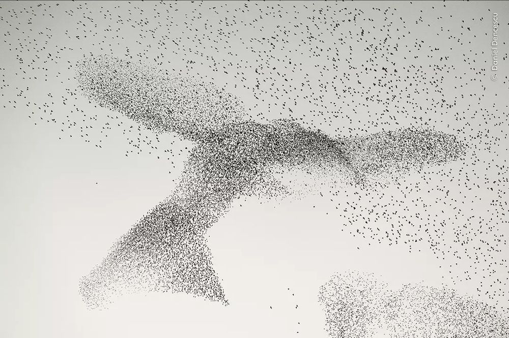 Mirmuration d'Étourneaux formant un oiseau ailes étendues 
Le cliché a ete pris dessus de Rome.
Photo NB.
