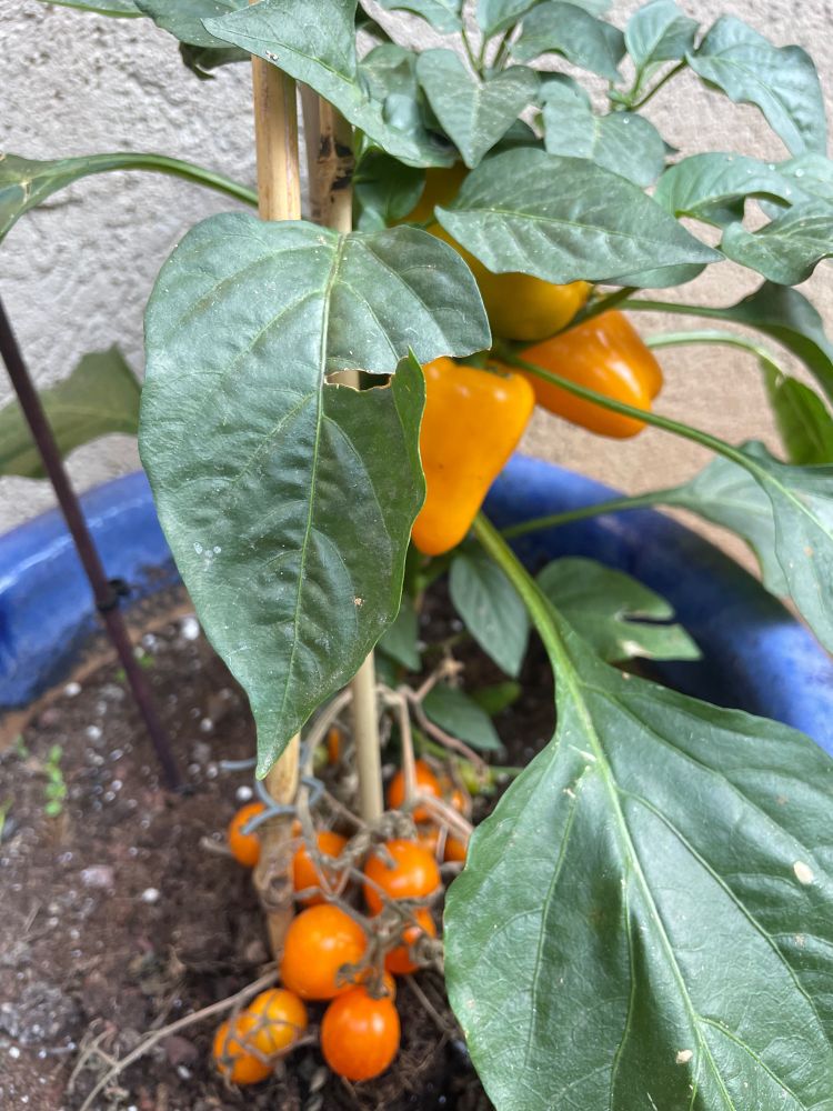 A potted plant containing orange cherries tomatoes and orange mini peppers