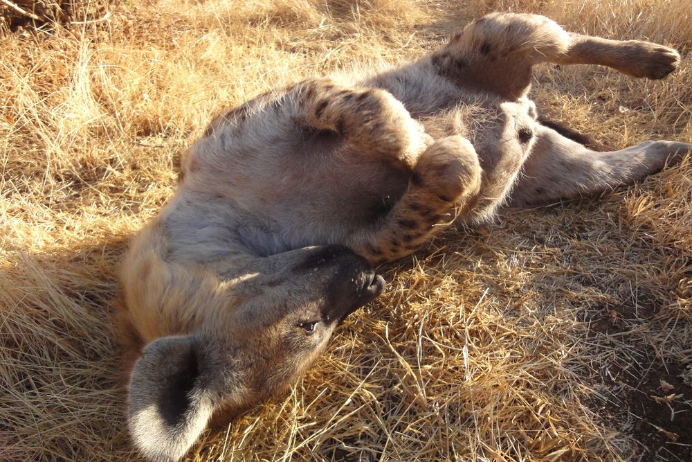 A fierce-looking lion