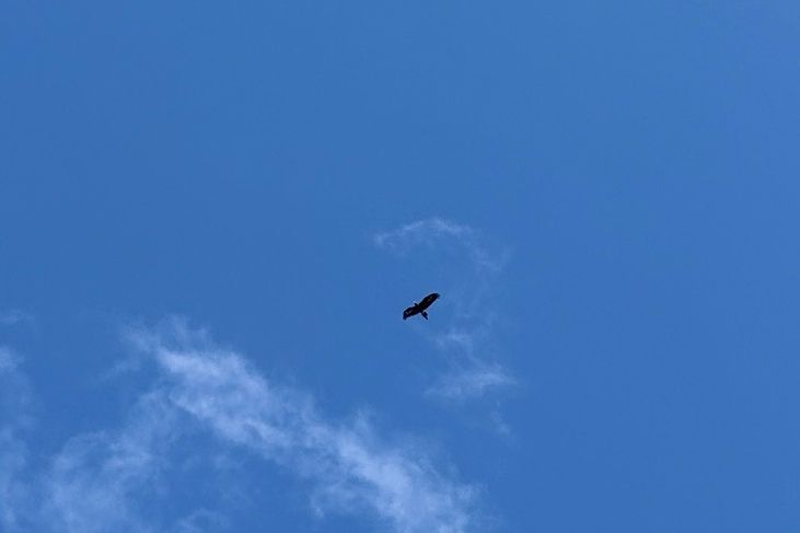 A wedge-tailed eagle in the sky with a few wispy clouds