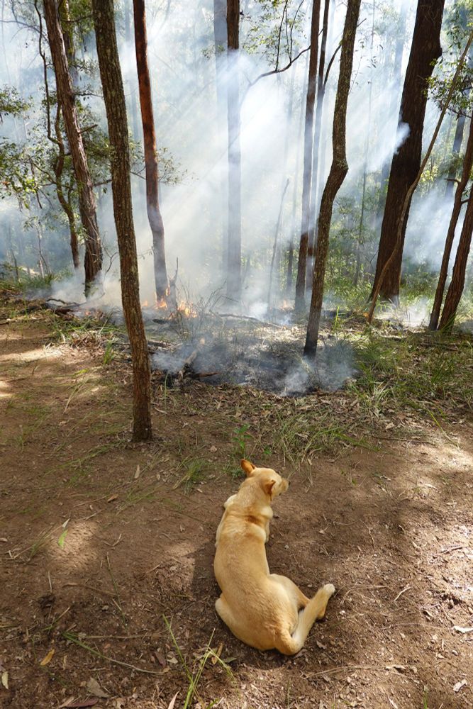 A ginger kelpie lying on the ground in front of a low intensity fire in the forest