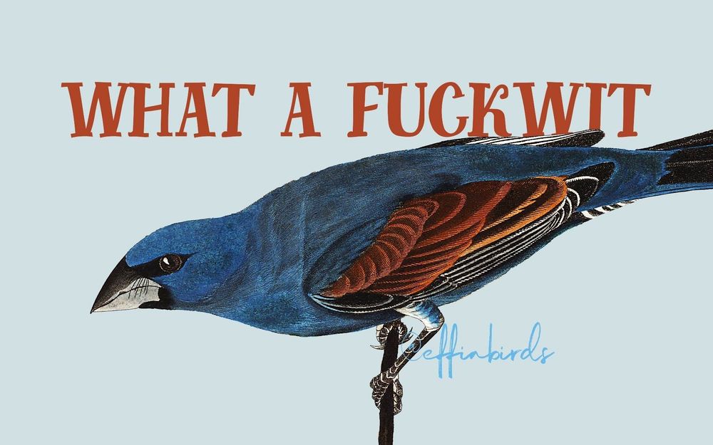 A meme from Effinbirds with a blue and orange bird saying "What a fuckwit"