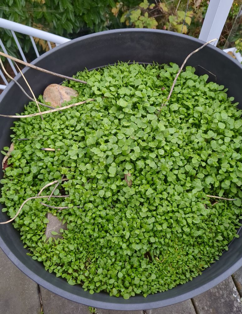 A planter on my deck that is full of miner's lettuce and dead nettle seedlings.
