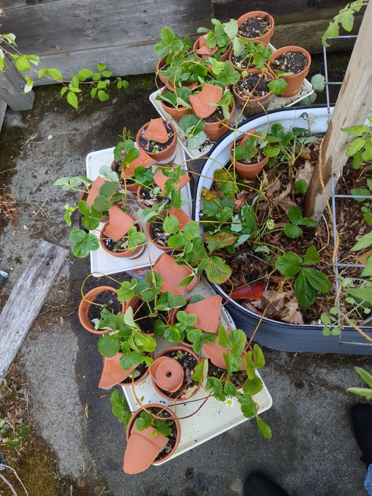 A raised bed with a Tristar strawberry plant in it surrounded by 3 white  cafeteria trays full of terracotta pots.  In each pot is a strawberry runner that is held down by a piece of broken terracotta pot.