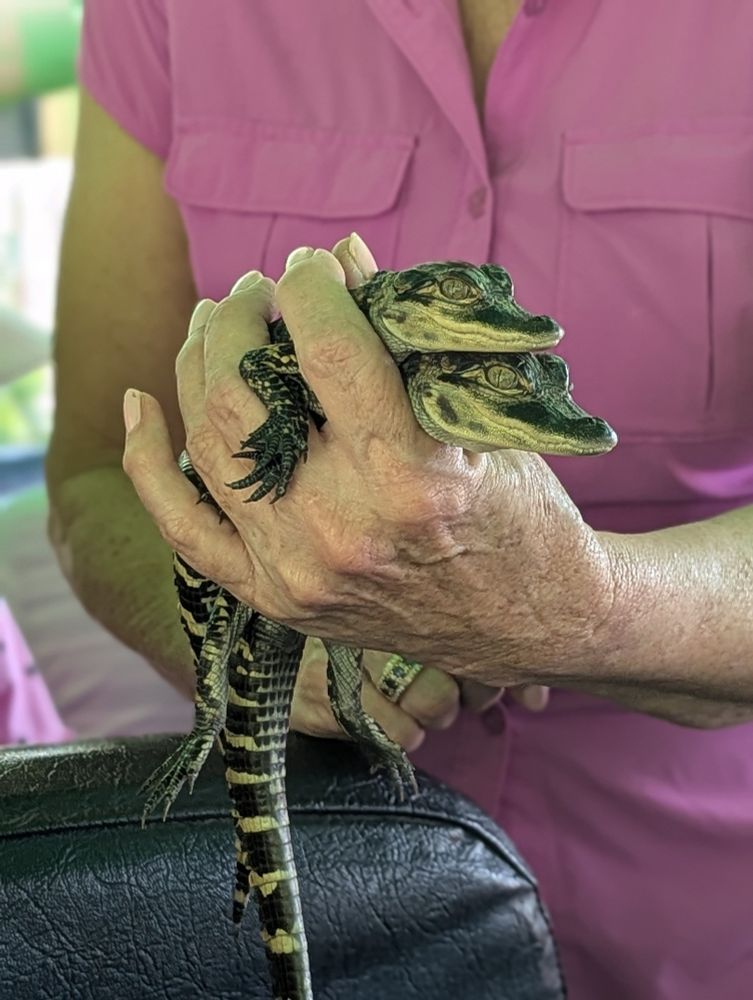 a close up of a person holding two very small alligators in one hand