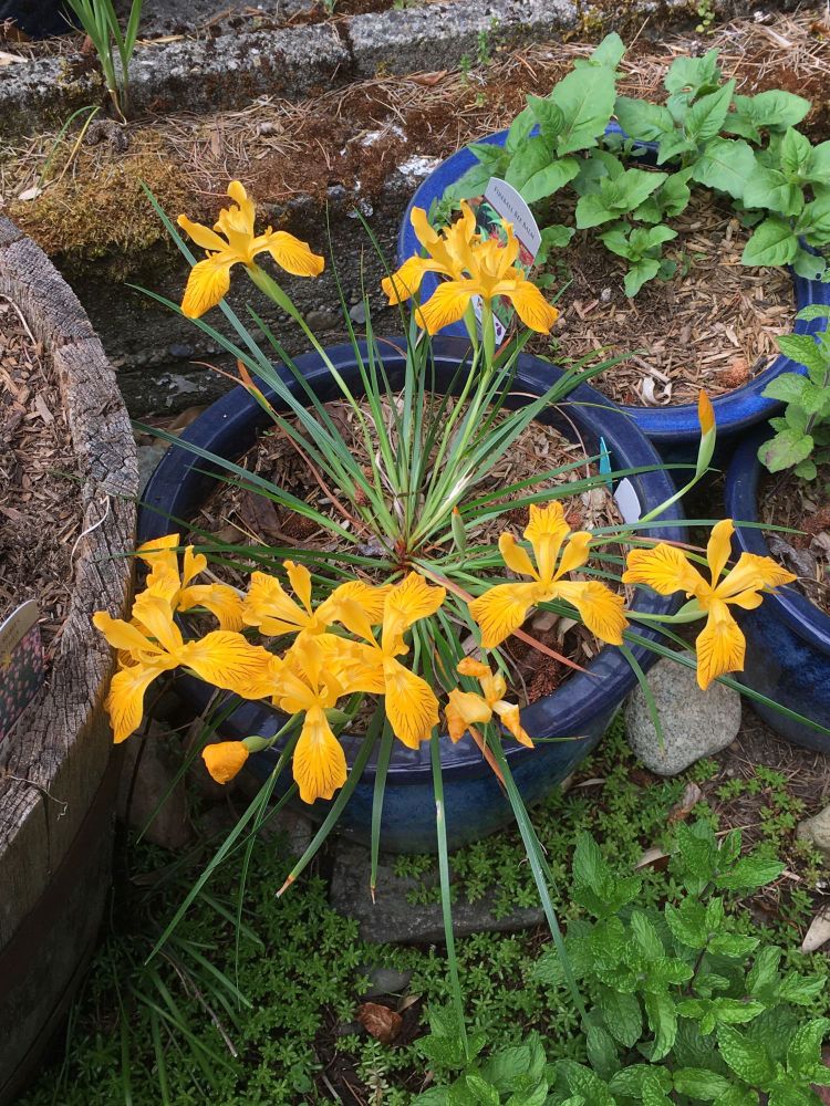 Iris innominata. About a dozen intensely yellow iris blossoms growing from one plant in a blue pot.