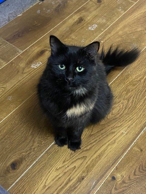 Gem (right) Female/Sixyrs - longhair tortoiseshell