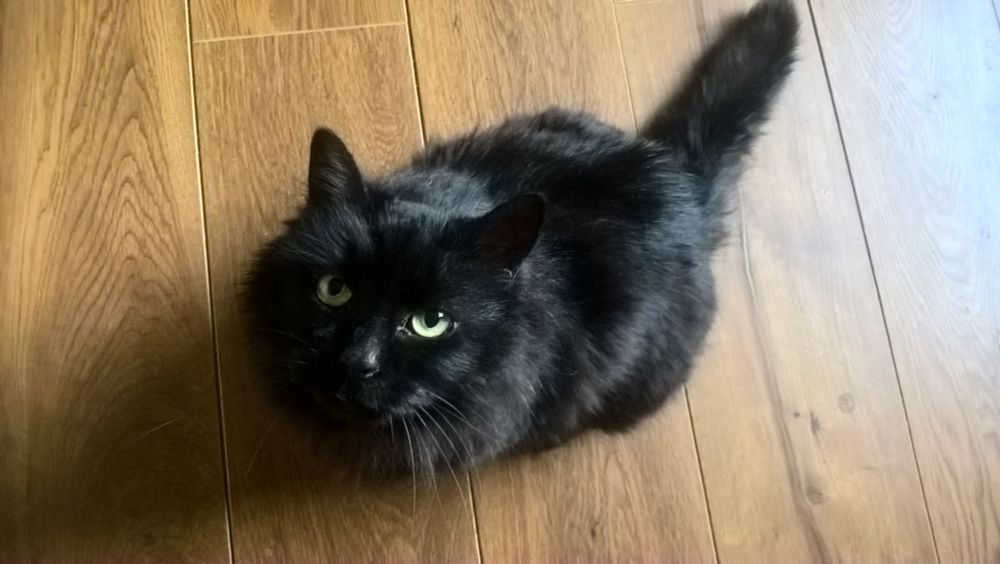Cottonball (left) Male/17yrs - longhair domestic