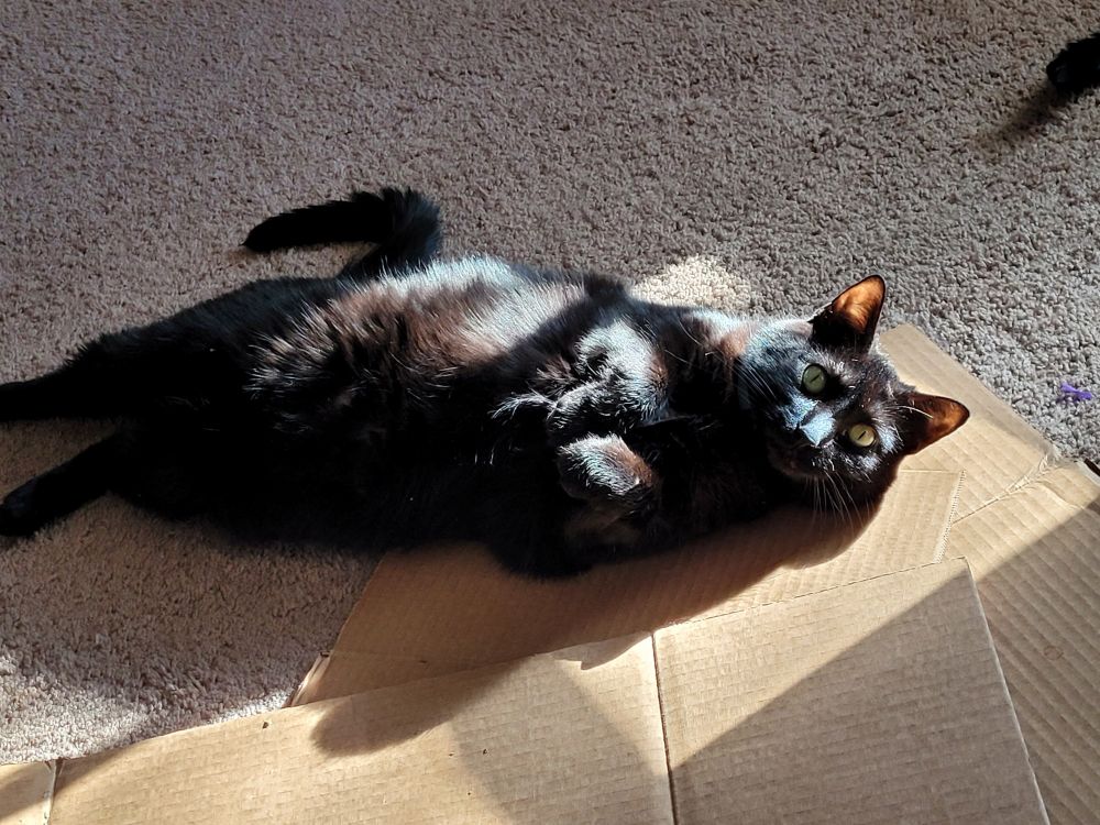 Redria's late void cat Inky is sitting like a seal on some flattened cardboard scraps