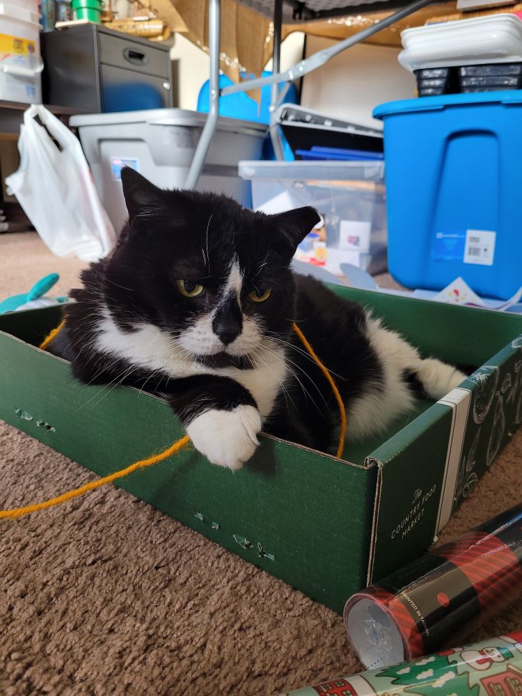 Redria's tuxedo cat, Tugboat, is sitting in a green shallow box with wrapping paper and yarn surrounding him
