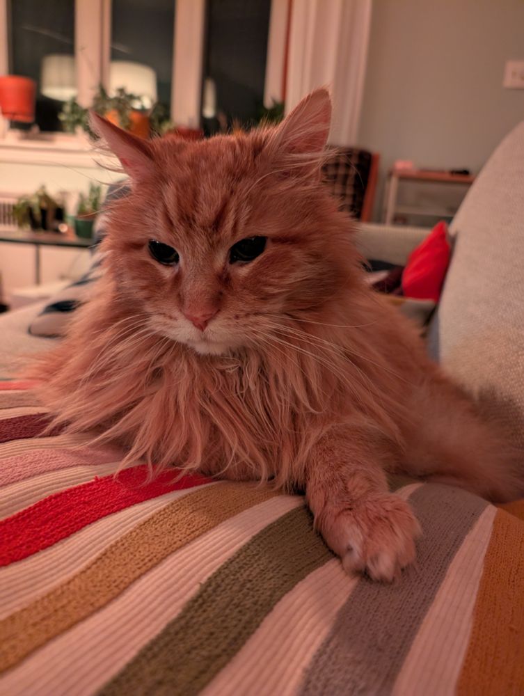 A photo of my cat. He's an orange long hair tabby sitting on a colorful striped pillow. A window, some plants, and some furniture are arranged behind him.
