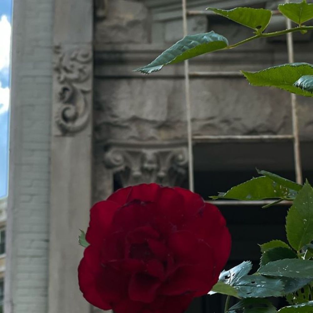 Christopher Chen on Instagram: "Tiny rose🌹, 2000 block, Columbia Rd. #ahotdc #acreativedc #exposedDC #FotoDC #igdc #dctography #dcfocused #202creates #madeinDC #walkwithlocals #streetmeetdc #popville ...