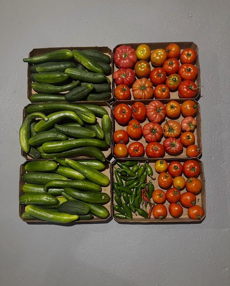 Cucumbers of various sizes, tomatoes of various sizes, jalapeños of various sizes and chilis of various sizes all in cardboard boxes fitted to hold pop cans.