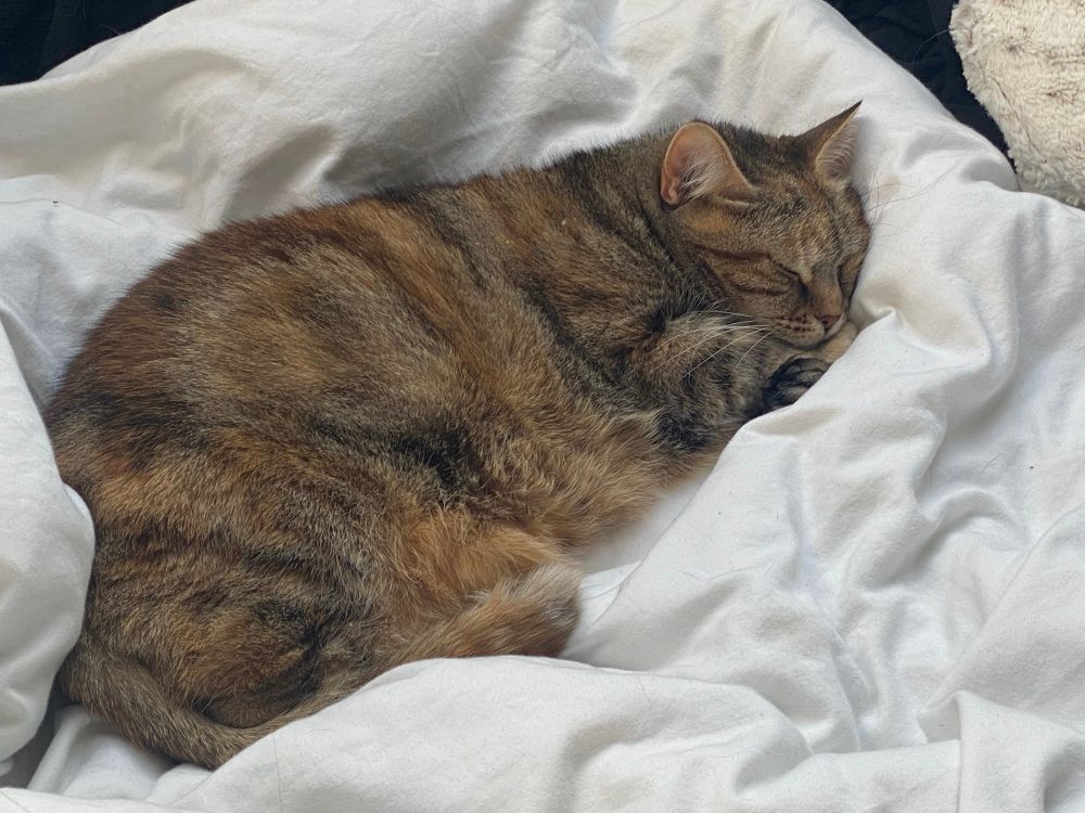 My cat, Eevee, a tabby of brown, orange and cream fur. She’s asleep in my bed. Her little paw under her tiny chin. 