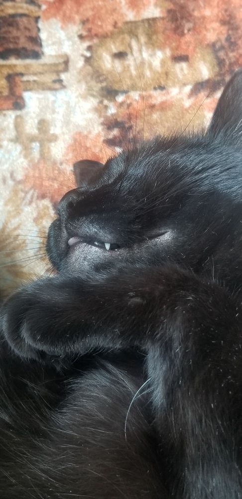 A close up of a black cat