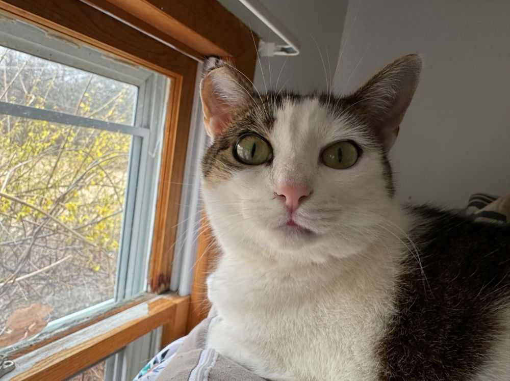 Picture of a white cat with patches of tabby fur.
