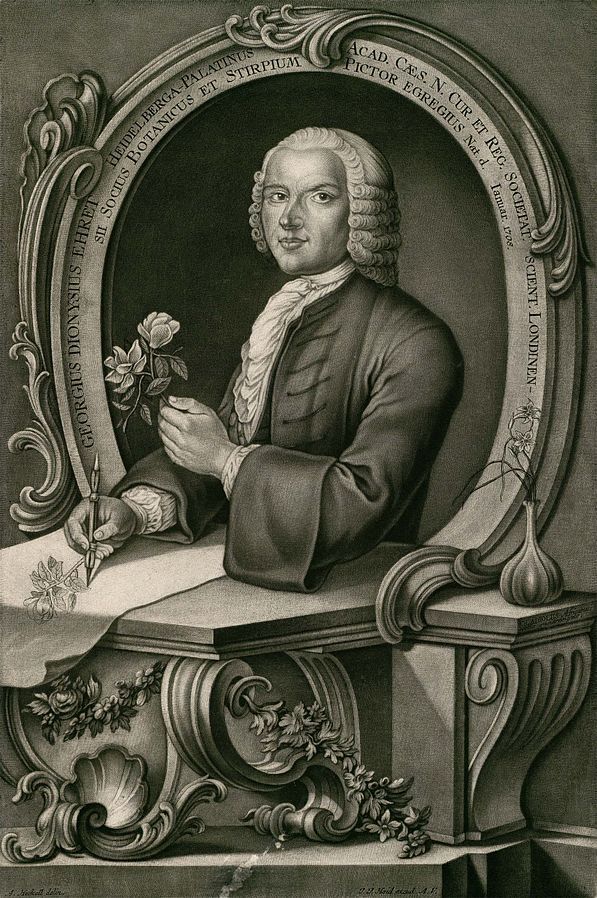 A black and white etching of Georg Dionysius Ehret seated whilst drawing a plant.
