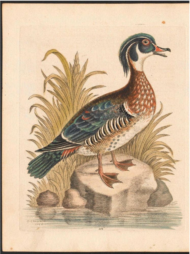 A beautiful historic illustration of a wood duck. 
