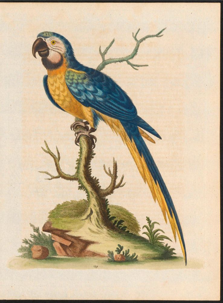 A colourful illustration of a blue-and-yellow macaw. 