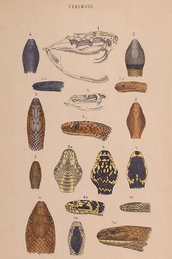 A page of a book showing the heads and skull structures of lots of different types of Australian snakes. 