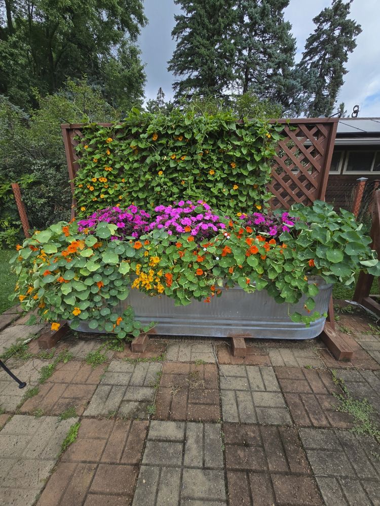 163 gallon galvanized stock tank that has been converted into a self-wicking raised garden bed. Black-eyed susan vine climbs the trellis behind the tank, with pink sunpatiens in the center, and yellow and orange nasturtiums cascading over the front and sides. 
