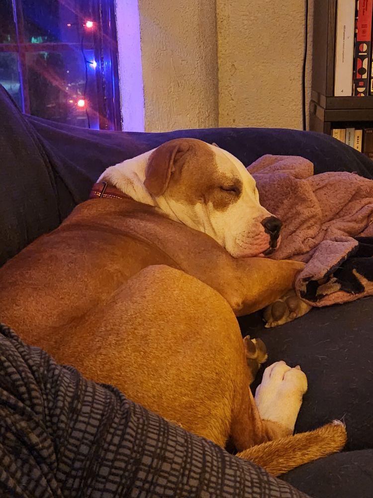A burly gold and white pit bull mix curled up asleep on a couch with his head on a pink fleecy blankie.