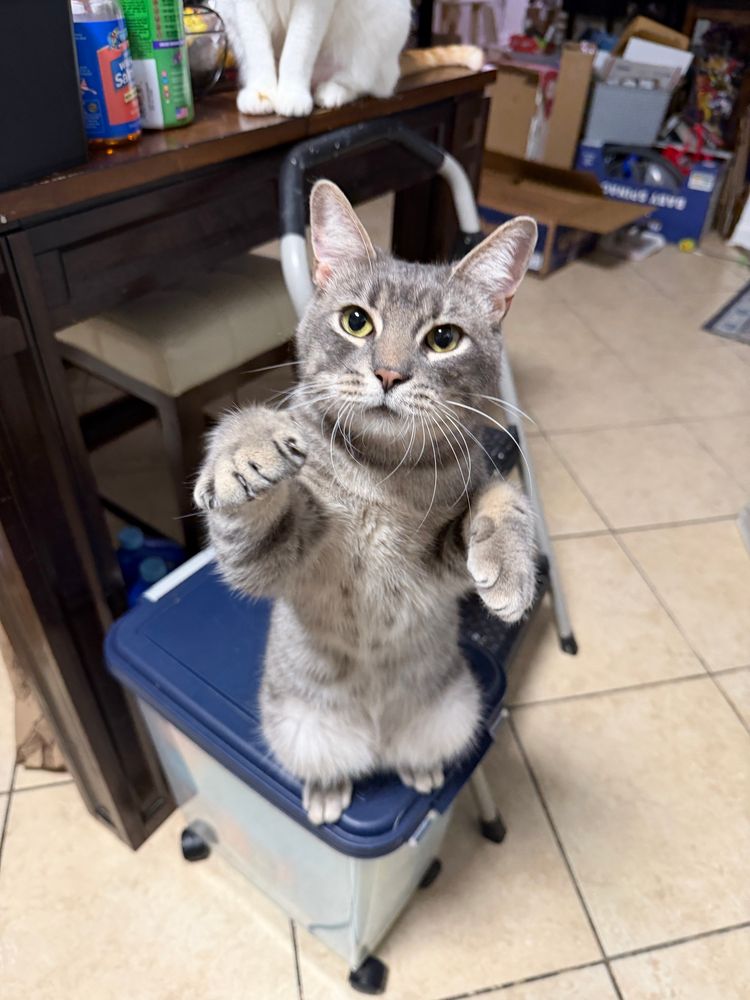 A grey kitten stands on his hind legs reaching out for cheese