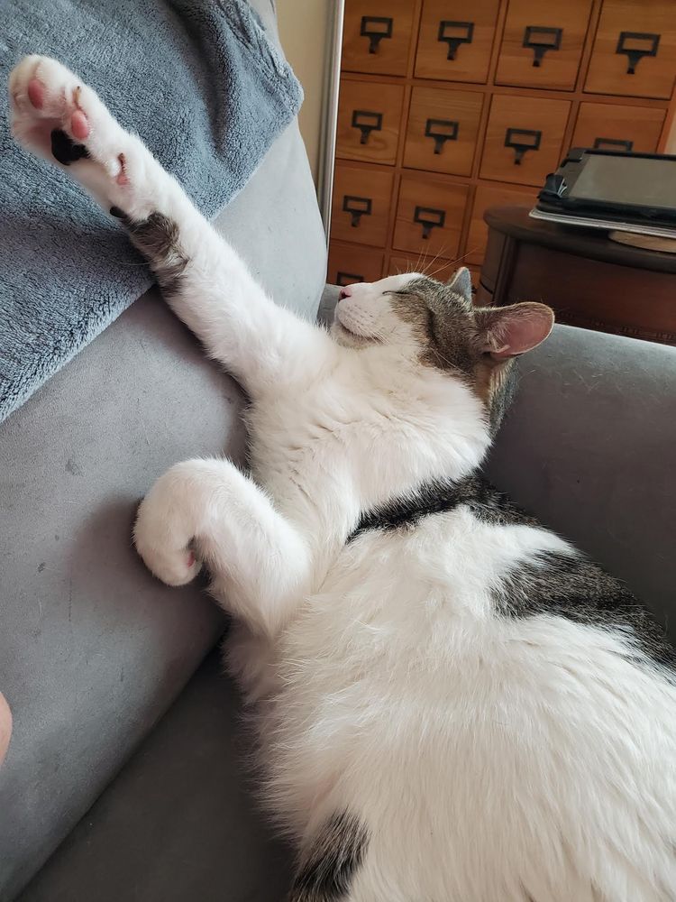 A mostly white cat with dark grey patches laying on a grey couch. He is almost upside down with one paw reaching up the back of the couch and the other paw slightly curled against the back of the couch and.
