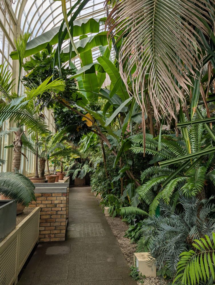 Palm trees at the National Botanic Gardens