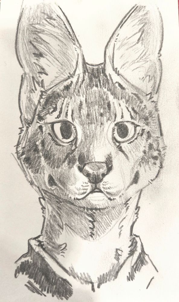 Drawing of a serval.