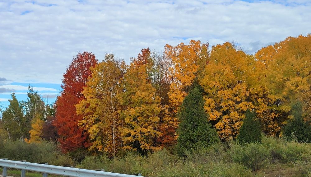 Yellow and orange trees