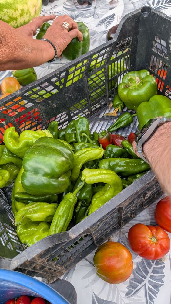 Cesta de plástico lleno de pimientos verdes y varios tomates