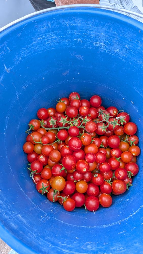 Un cubo azul lleno de tomates cherrys