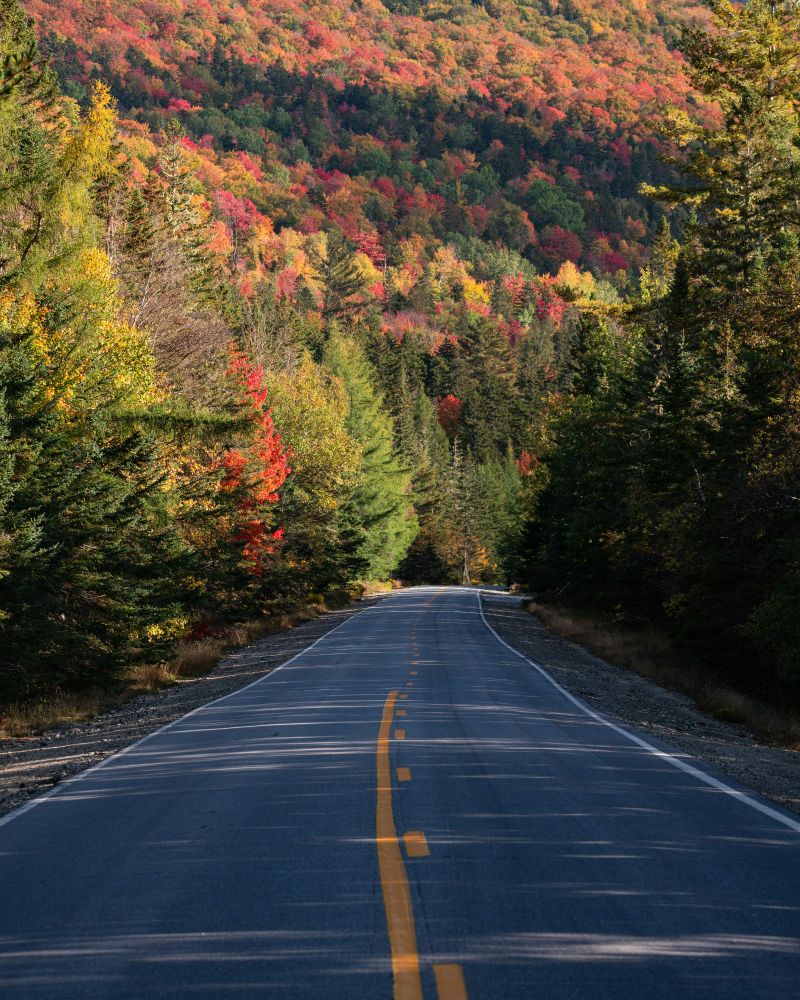 A winding two-lane road stretches into a dense forest of tall trees in full autumn color. The foliage displays vibrant shades of red, orange, yellow, and green, creating a vivid, multicolored canopy over the hills.