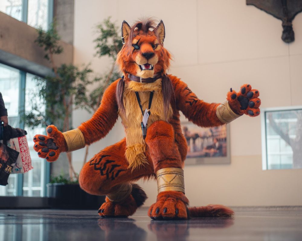 A Red XIII fursuiter crouches down with his paws outstretched to his sides.
