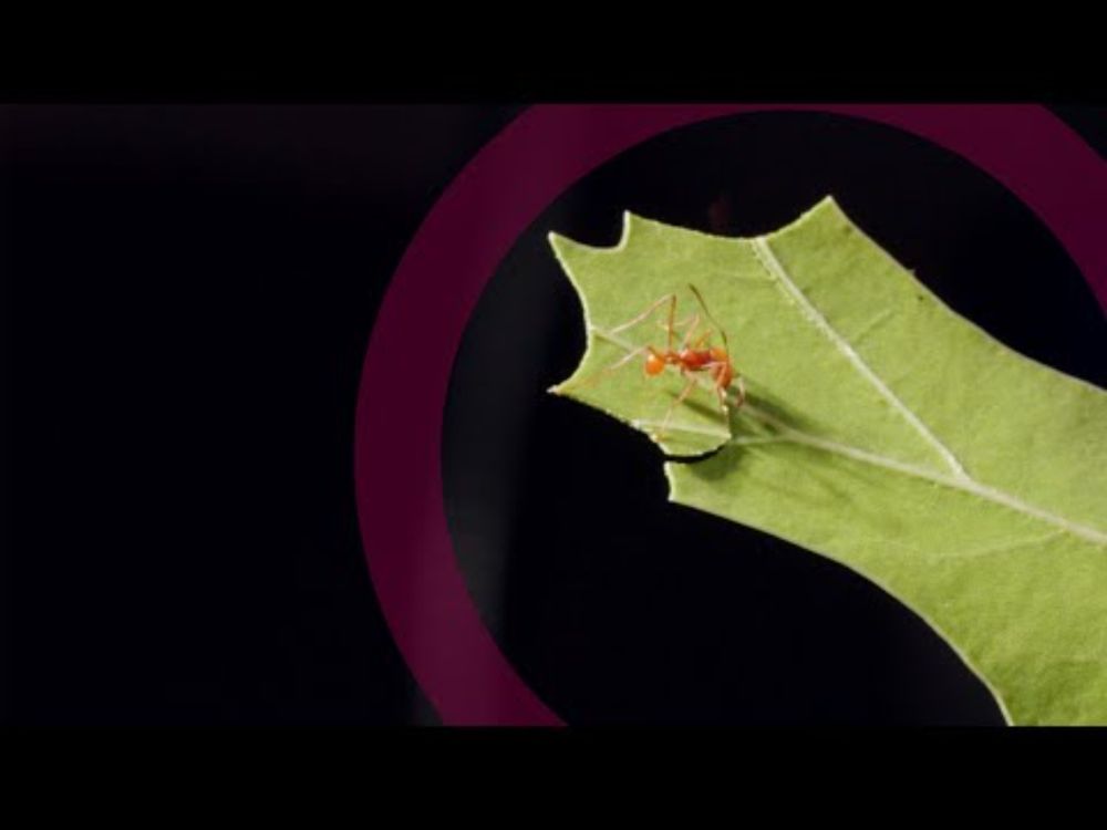 Ants and antibiotics: How insects could help beat drug-resistant superbugs