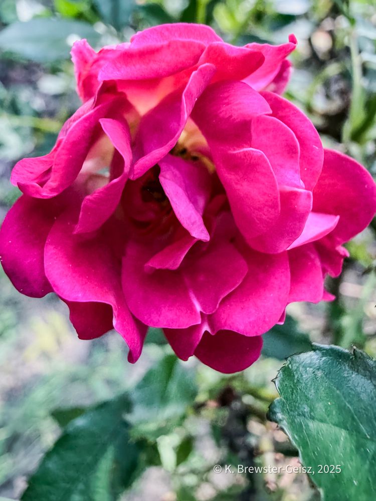 Close-up photo of a red rose.  There is out of focus greenery in the background. 
