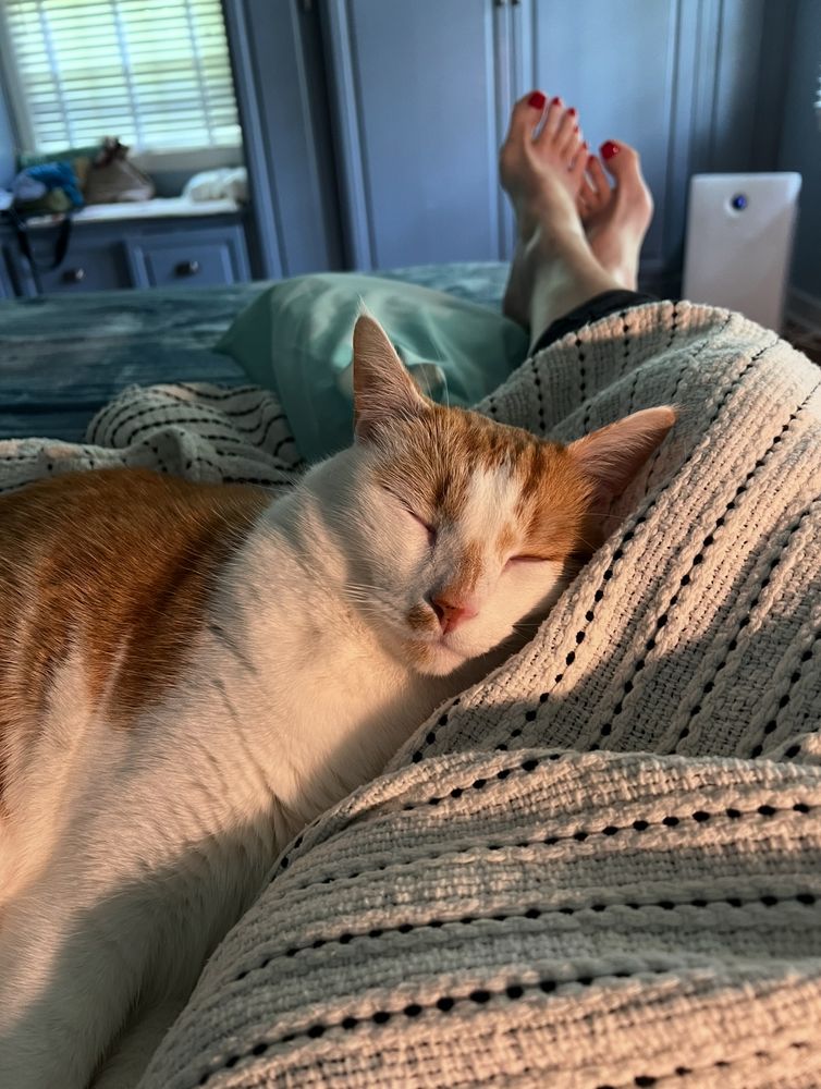 Orange and white cat sleeping up against a woman’s legs under the covers with her feet sticking up at the bottom