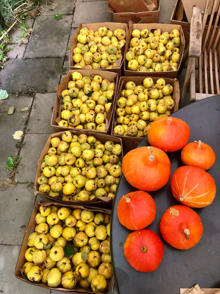 Auf einer gepflasterten Terrasse stehen mehrere offene Kartons dicht nebeneinander, gefüllt mit vielen kleinen, gelben Apfelquitten. Die Früchte sind unterschiedlich groß, teils mit Flecken und leicht unregelmäßiger Schale. Rechts im Bild befindet sich ein dunkler, ovaler Tisch, auf dem einige runde, orangefarbene Kürbisse mit Stielen liegen. Daneben ist ein Teil eines Holzstuhls zu sehen. Im oberen Bildbereich ragen am Rand weitere Kartons und etwas Grün von Pflanzen ins Bild.