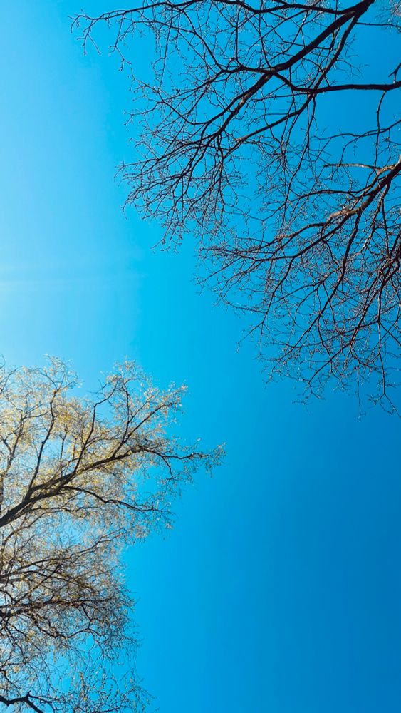 Das Bild zeigt den klaren, blauen Himmel, der den Hintergrund bildet. Im unteren linken Bereich ist ein Baum zu sehen, dessen Äste und Zweige fein verzweigt sind und vereinzelt helle, gelbliche Blätter tragen. Im oberen rechten Bereich des Bildes befindet sich ein weiterer Baum, dessen Äste sich ebenfalls ausbreiten, aber keine Blätter zu sehen sind. Die Äste dieses Baumes wirken dunkler und stehen kontrastreich vor dem blauen Himmel. Die Perspektive ist von unten nach oben gerichtet, sodass die Kronen und Äste in das Bild ragen. Es sind keine weiteren Objekte oder Personen sichtbar, der Fokus liegt ausschließlich auf den Bäumen und dem Himmel.