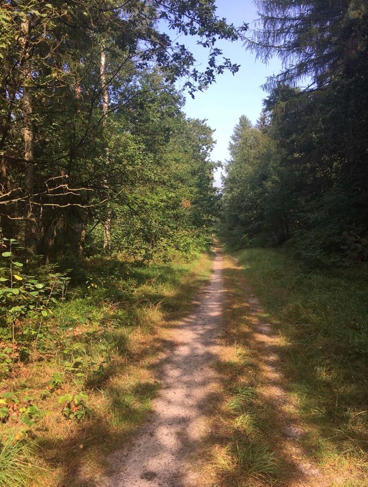 Ein schmaler, gerader Waldweg verläuft von vorn nach hinten durch das Bild und ist von Gras und niedriger Vegetation gesäumt. Links und rechts des Weges stehen dichte Bäume und Sträucher, deren Laub einen teilweisen Schatten auf den Boden wirft. Das Licht wirkt sonnig, wodurch helle und dunkle Flecken auf dem Weg und im Gras entstehen. Im Hintergrund setzt sich der Weg in die Tiefe des Waldes fort, bis er zwischen den Bäumen verschwindet. Der Himmel ist über den Baumkronen nur in einem schmalen, blauen Streifen sichtbar.