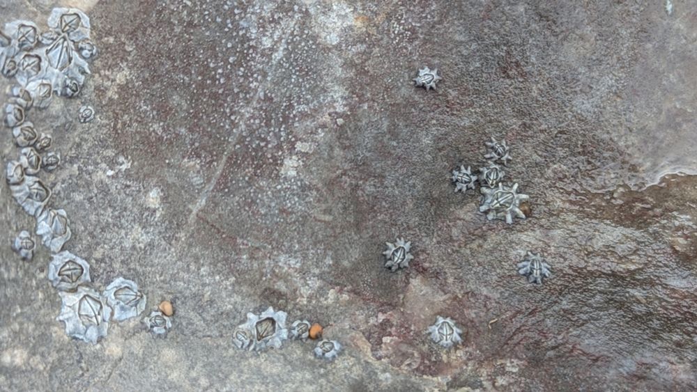Barnacles on a rock on the beach on Steep Holm island, in the Bristol Channel, UK