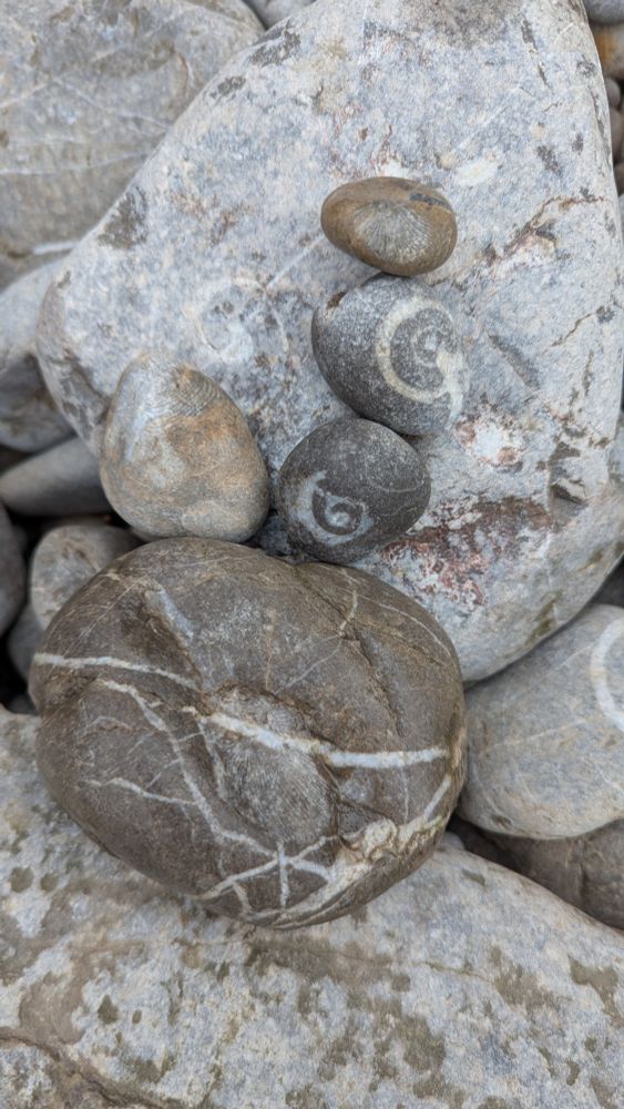Ammonites and other fossils in stones on Steep Holm beach