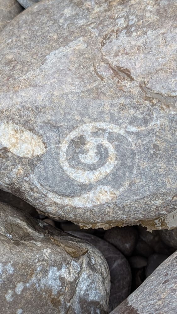 Ammonite in a stone on Steep Holm beach