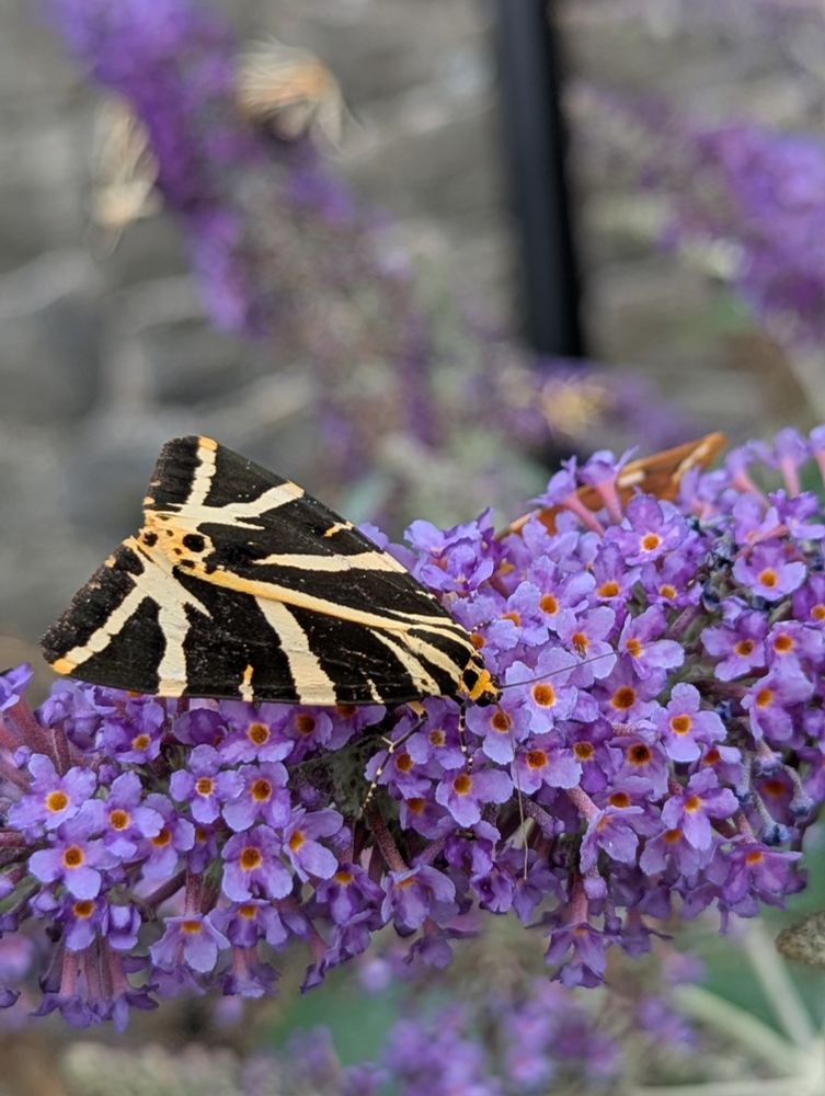 Jersey tiger moth (Euplagia quadripunctaria) on buddleia on Steep Holm island