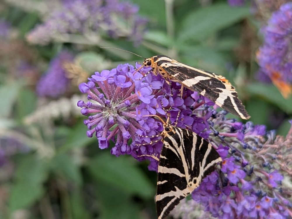 Two Jersey tiger moths (Euplagia quadripunctaria) on buddleia on Steep Holm island