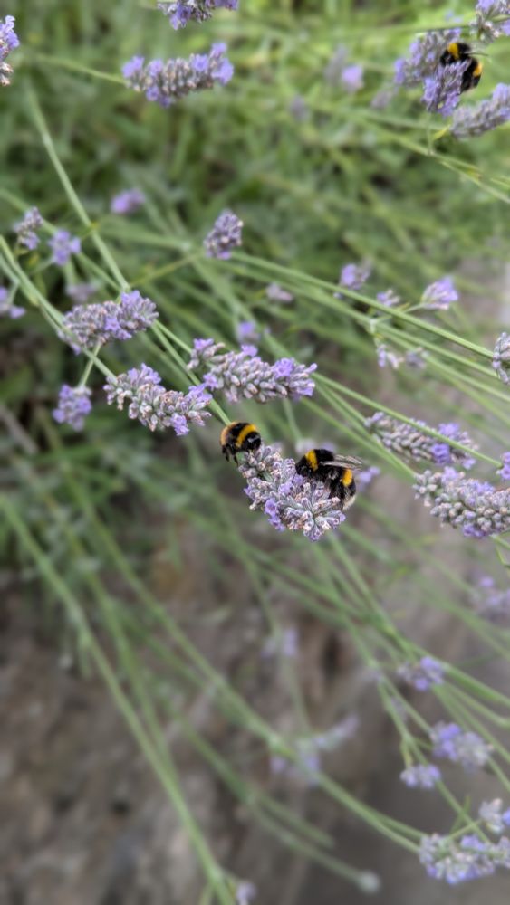Three bumblebees on lavender 