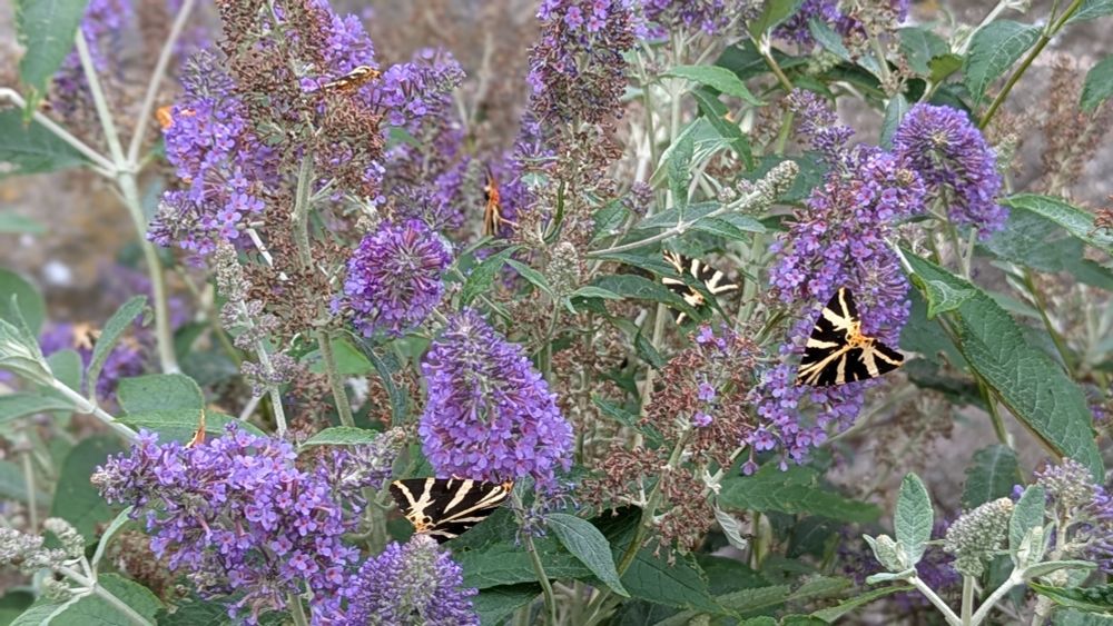 Lots of Jersey tiger moths (Euplagia quadripunctaria) on buddleia on Steep Holm island