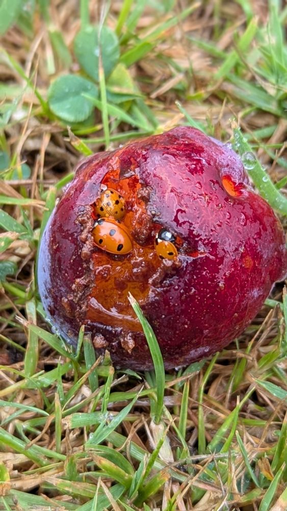 A fallen plum, partly eaten by insects, with three ladybirds inside a cavity