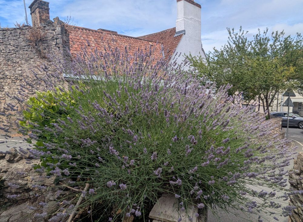 A big lavender bush in front of a house